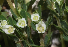 Euphorbia pergamena