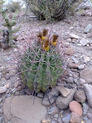 Ferocactus peninsulae