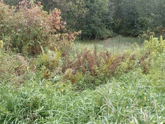 Thelypteris palustris