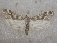 Hygraula nitens