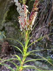 Dracophyllum secundum