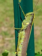 Schistocerca