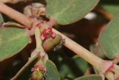 Euphorbia blodgettii