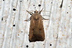 Caradrina montana