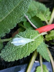 Oecanthus