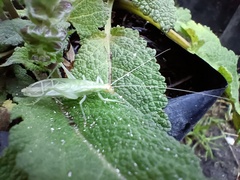 Oecanthus