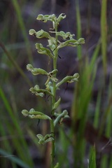 Habenaria floribunda