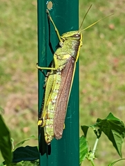 Schistocerca
