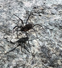Opiliones