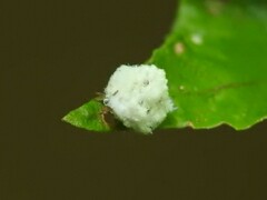 Ceraeochrysa lineaticornis