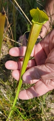 Sarracenia alata