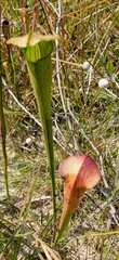 Sarracenia alata