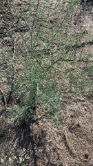Parkinsonia