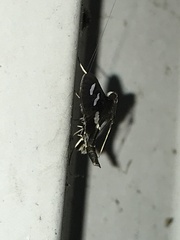 Desmia maculalis