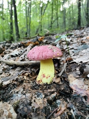 Butyriboletus regius