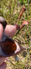 Sarracenia alata