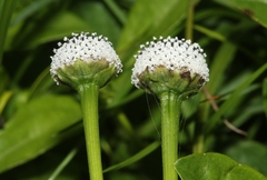 Spilanthes urens