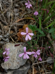 Saponaria ocymoides