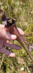 Sarracenia alata
