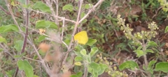 Eurema brigitta