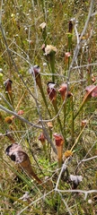 Sarracenia alata