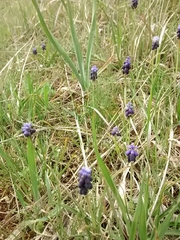 Muscari neglectum