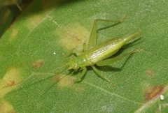 Cyrtoxipha