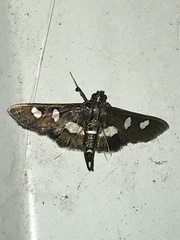 Desmia maculalis