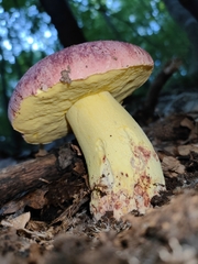 Butyriboletus regius