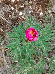 Paeonia officinalis