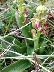 Orchis anthropophora