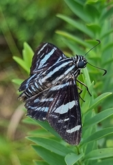 Pyrrhopygini