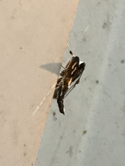 Desmia maculalis