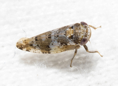 Norvellina mildredae