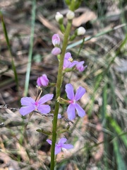 Stylidium