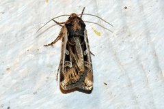 Euxoa auxiliaris
