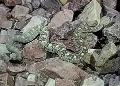 Crotalus ornatus