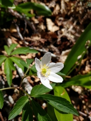 Anemonoides nemorosa