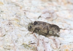 Myopsocidae