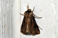 Agrotis malefida