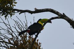 Ramphastos sulfuratus
