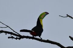 Ramphastos sulfuratus