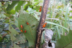 Oncopeltus fasciatus