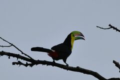 Ramphastos sulfuratus