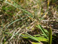 Carex nubigena