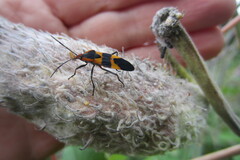 Oncopeltus fasciatus