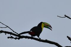 Ramphastos sulfuratus