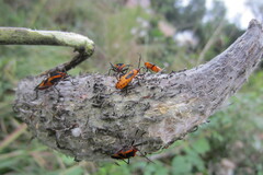 Oncopeltus fasciatus