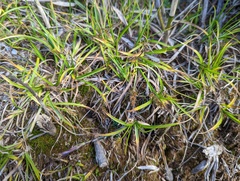 Carex nubigena
