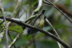 Dysithamnus mentalis